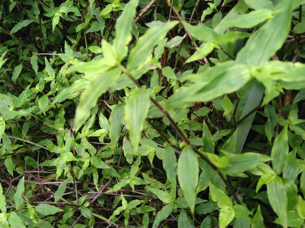 Purple-ish stems